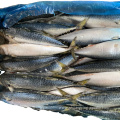 Frozen Pacific Mackerel Scomber Japonicus 15Kg To Poland